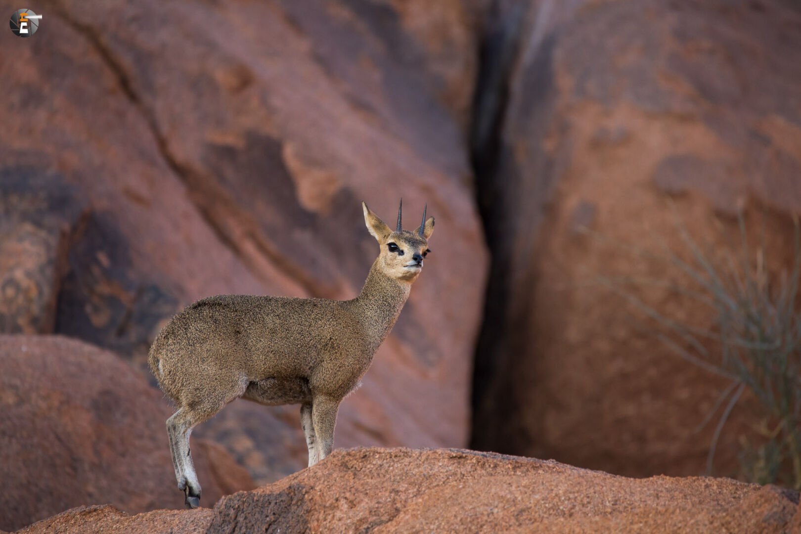 Klipspringer (Oreotragus oreotragus)