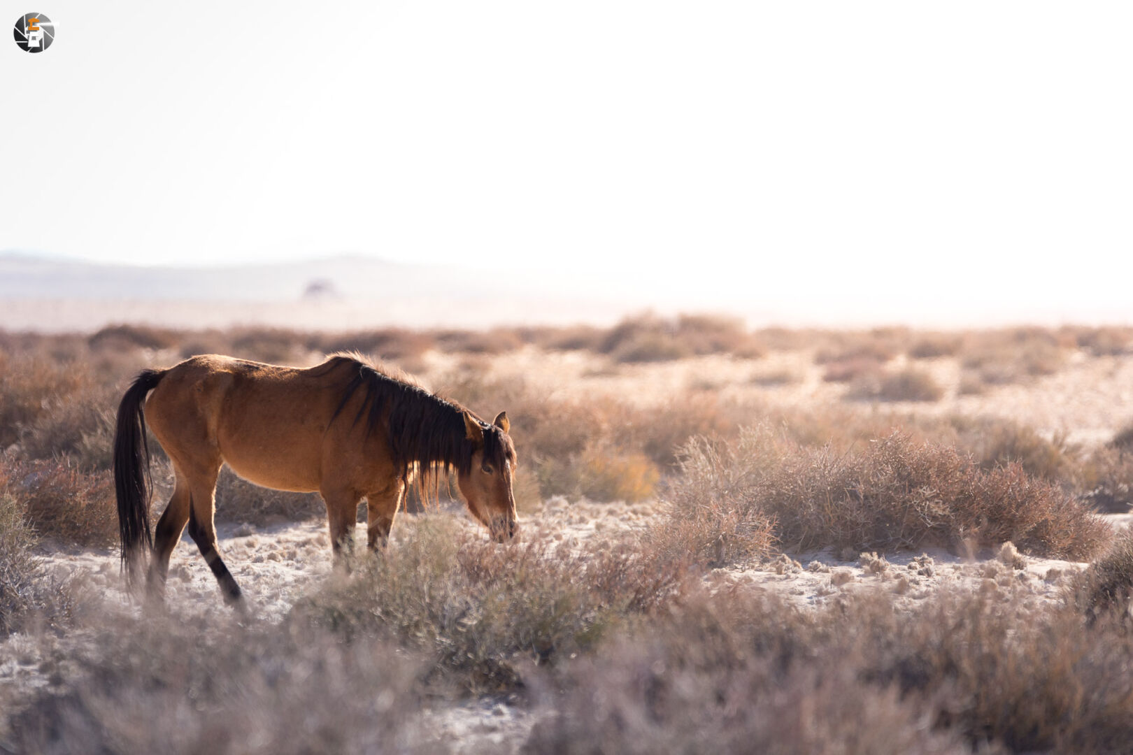 Namib Desert Horse