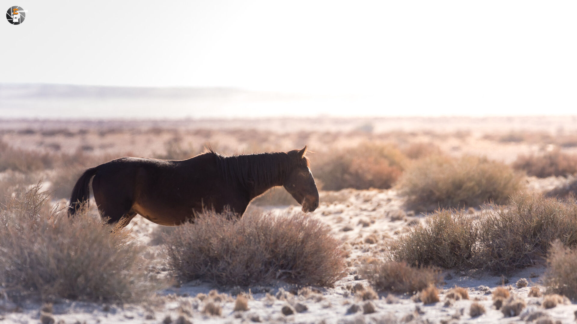 Namib Desert Horse