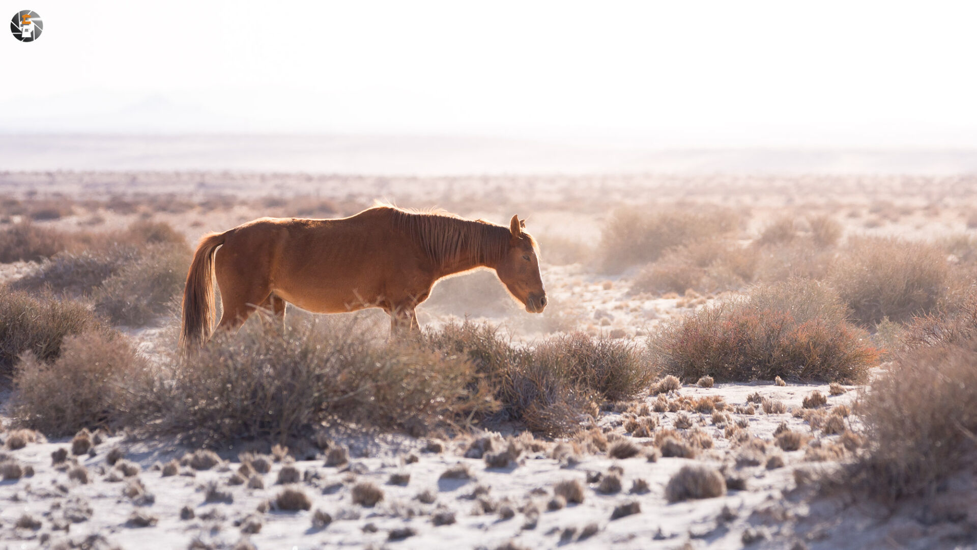 Namib Desert Horse