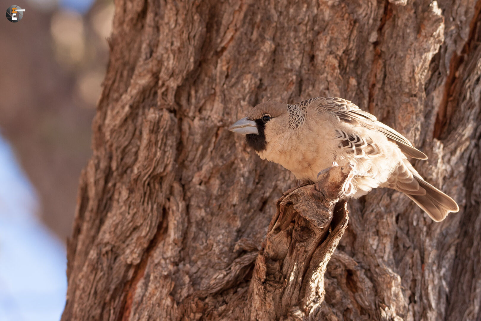 Sociable weaver (Philetairus socius)