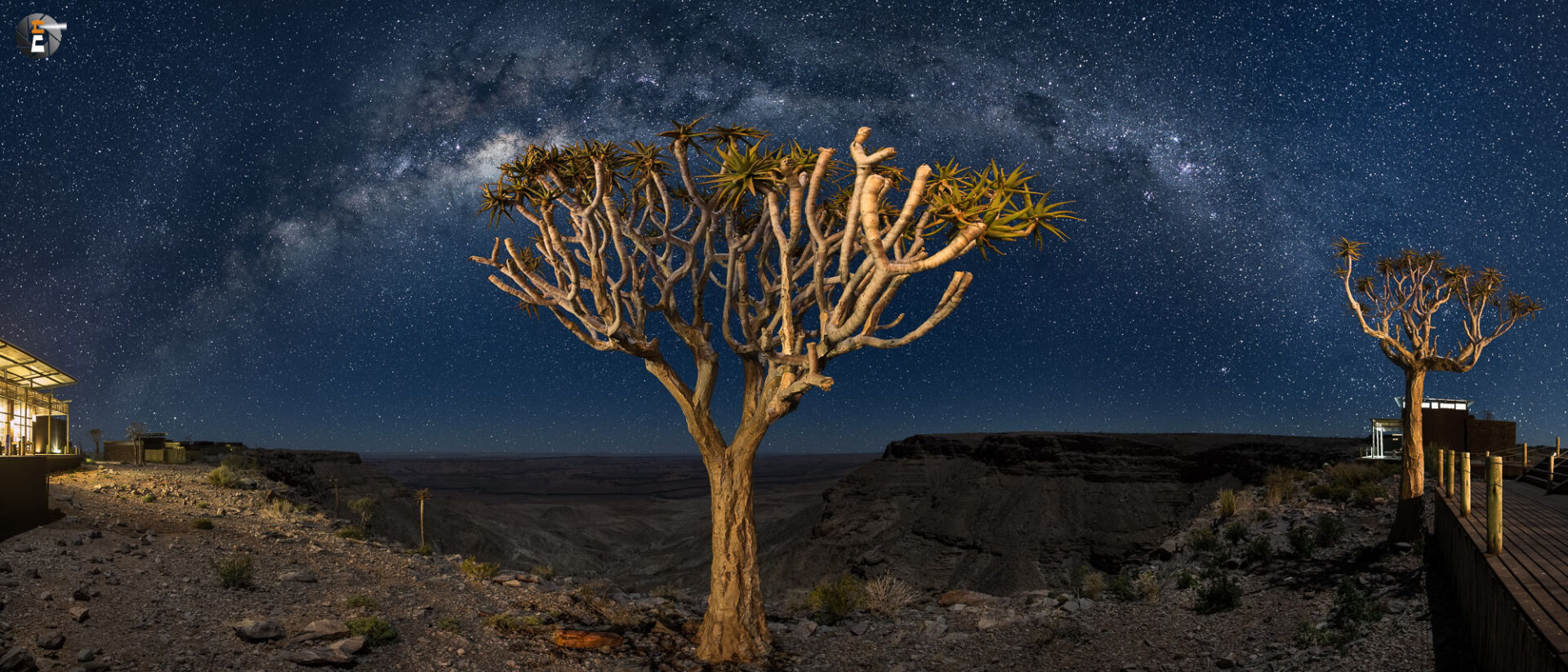 Quiver Trees under starry Sky