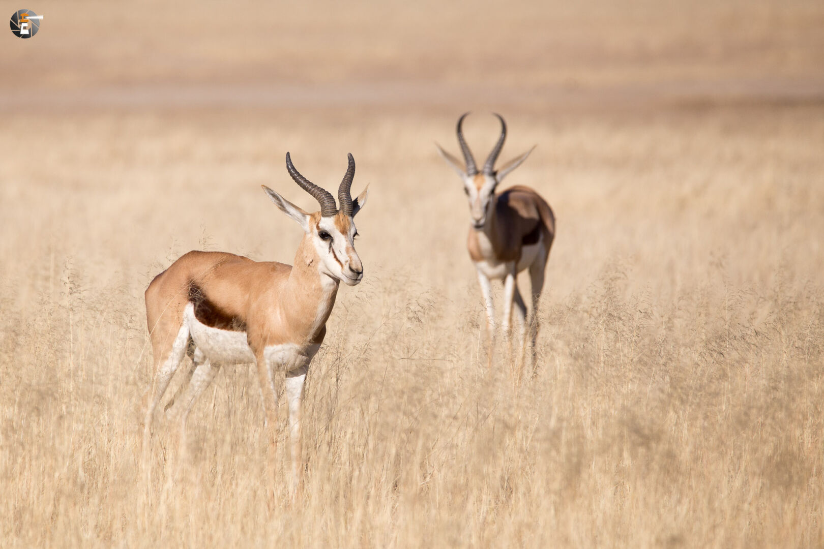 Springbok (Antidorca)