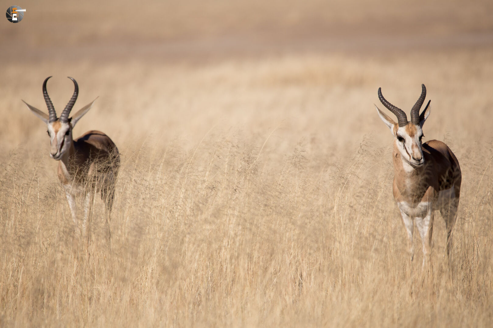 Springbok (Antidorca)