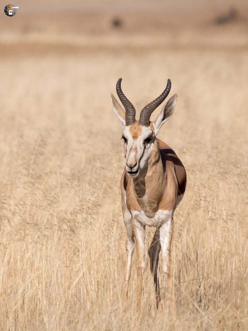 Springbok (Antidorca)