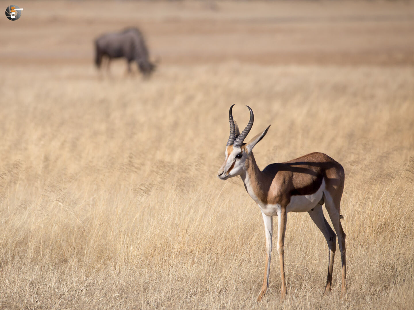 Springbok (Antidorca)
