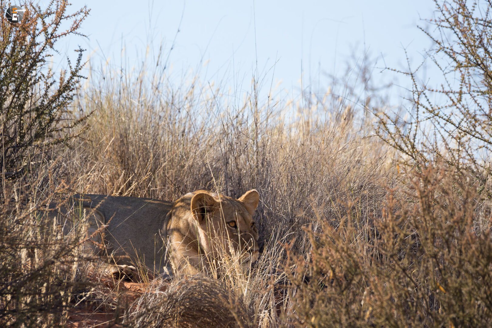 Kalahari Lion (female)