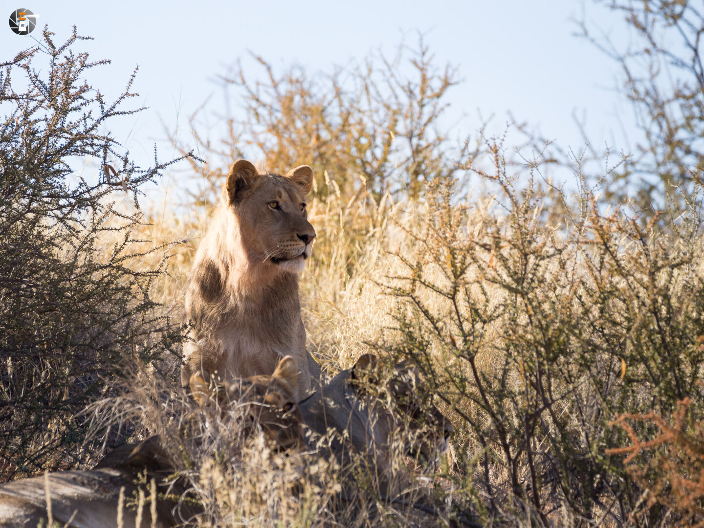 Kalahari Lions