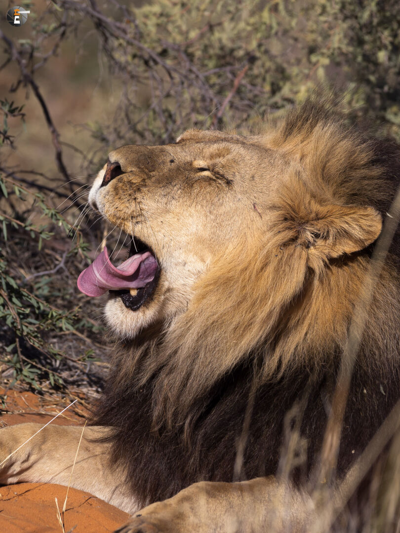 Kalahari Lion