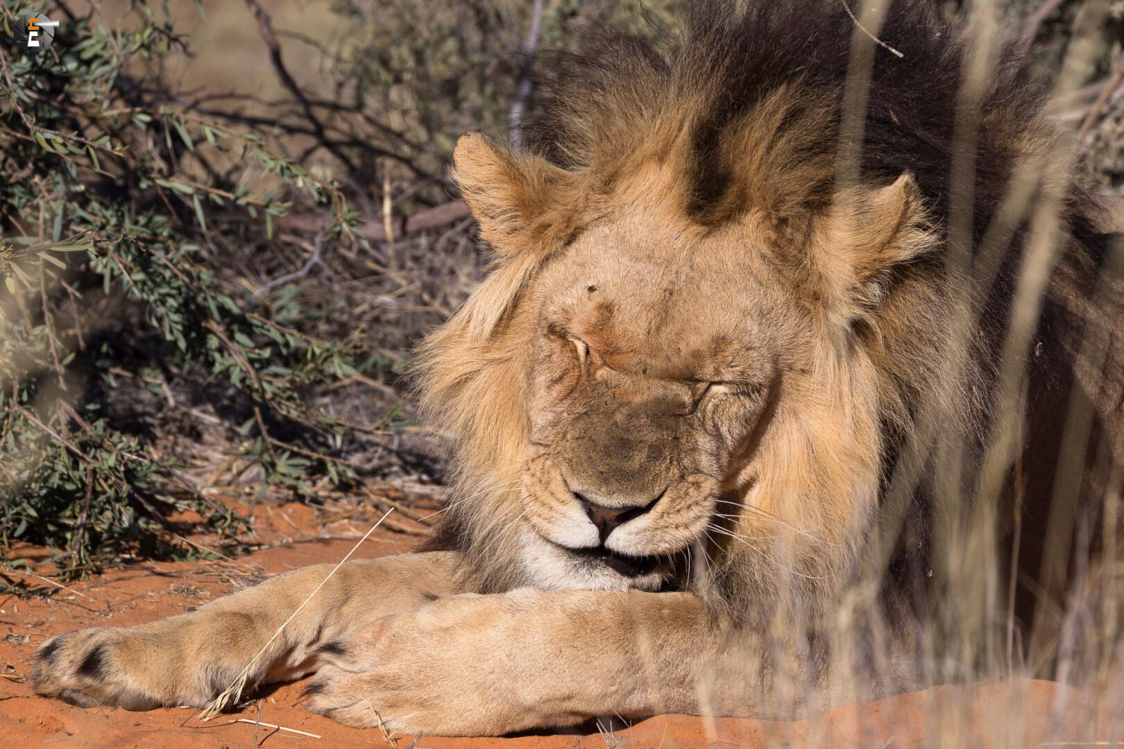 Kalahari Lion