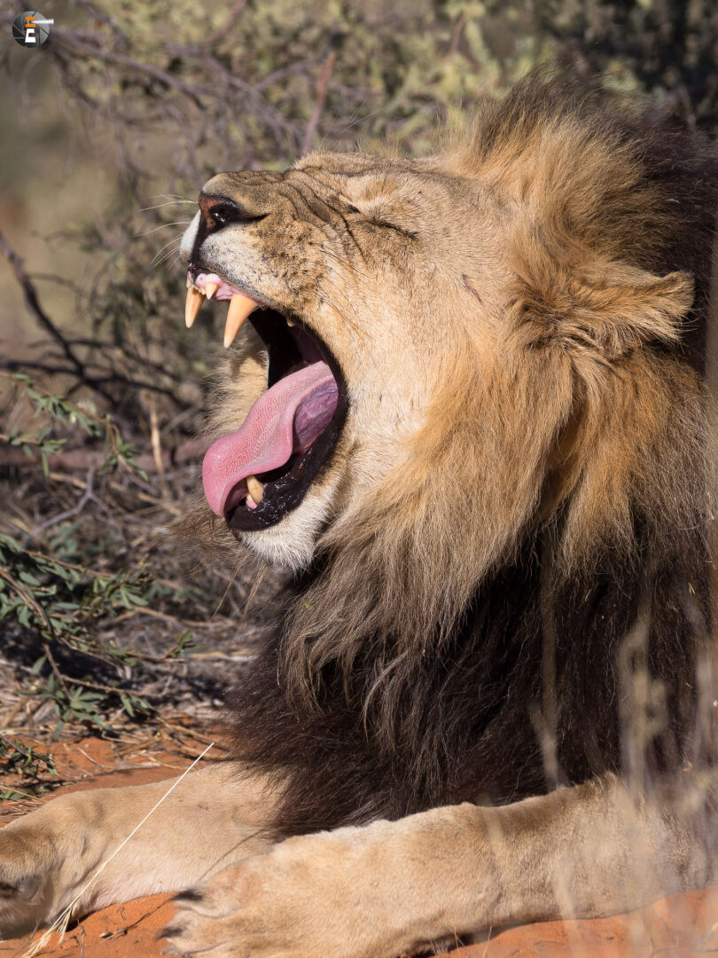 Kalahari Lion