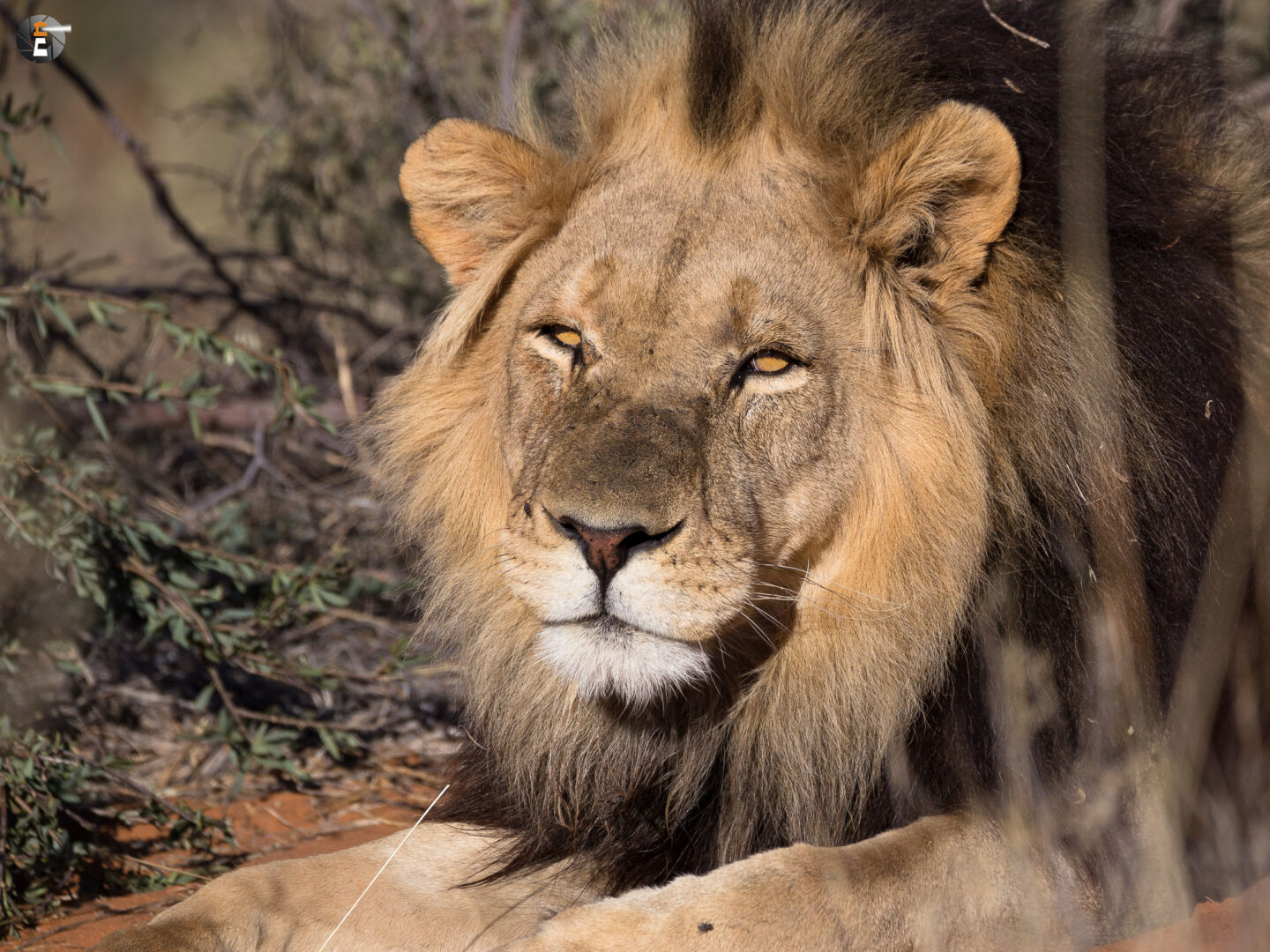 Kalahari Lion