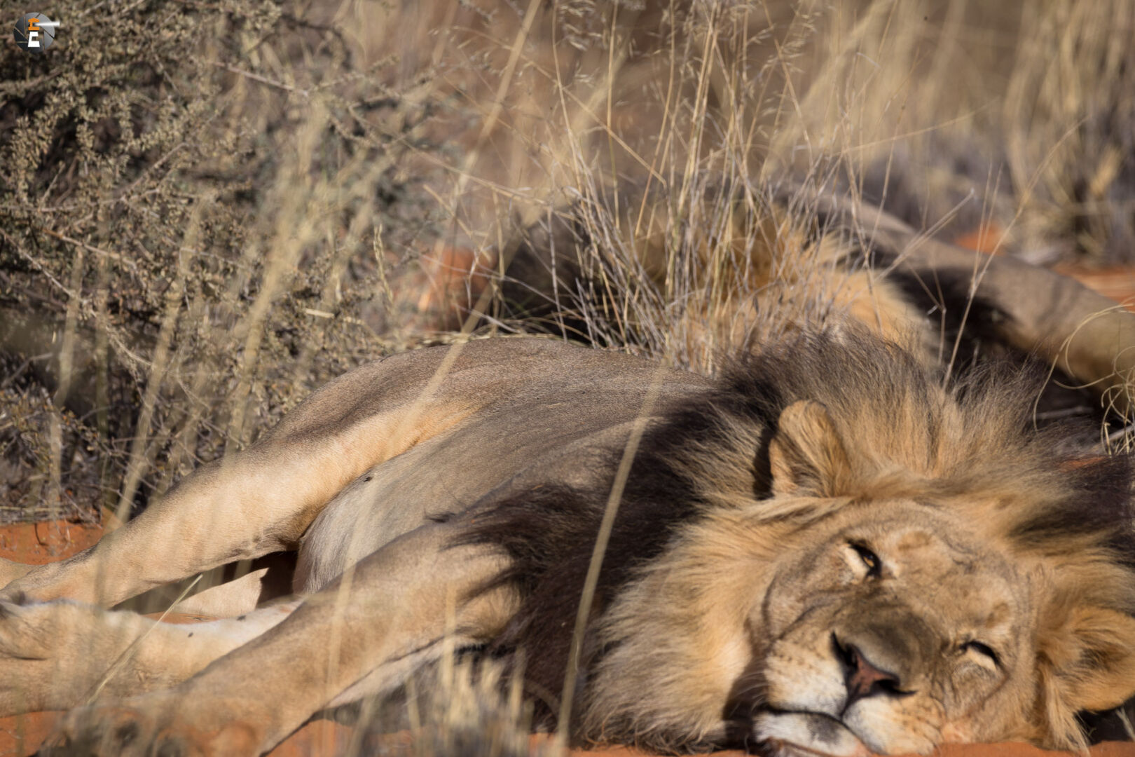 Kalahari Lion