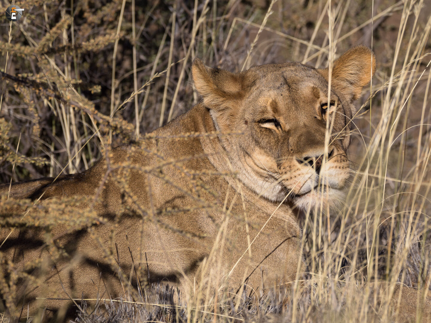 Kalahari Lion (female)
