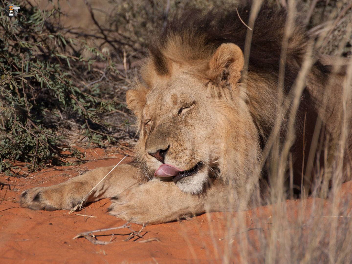 Kalahari Lion