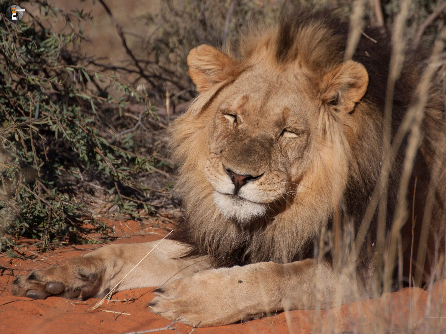 Kalahari Lion