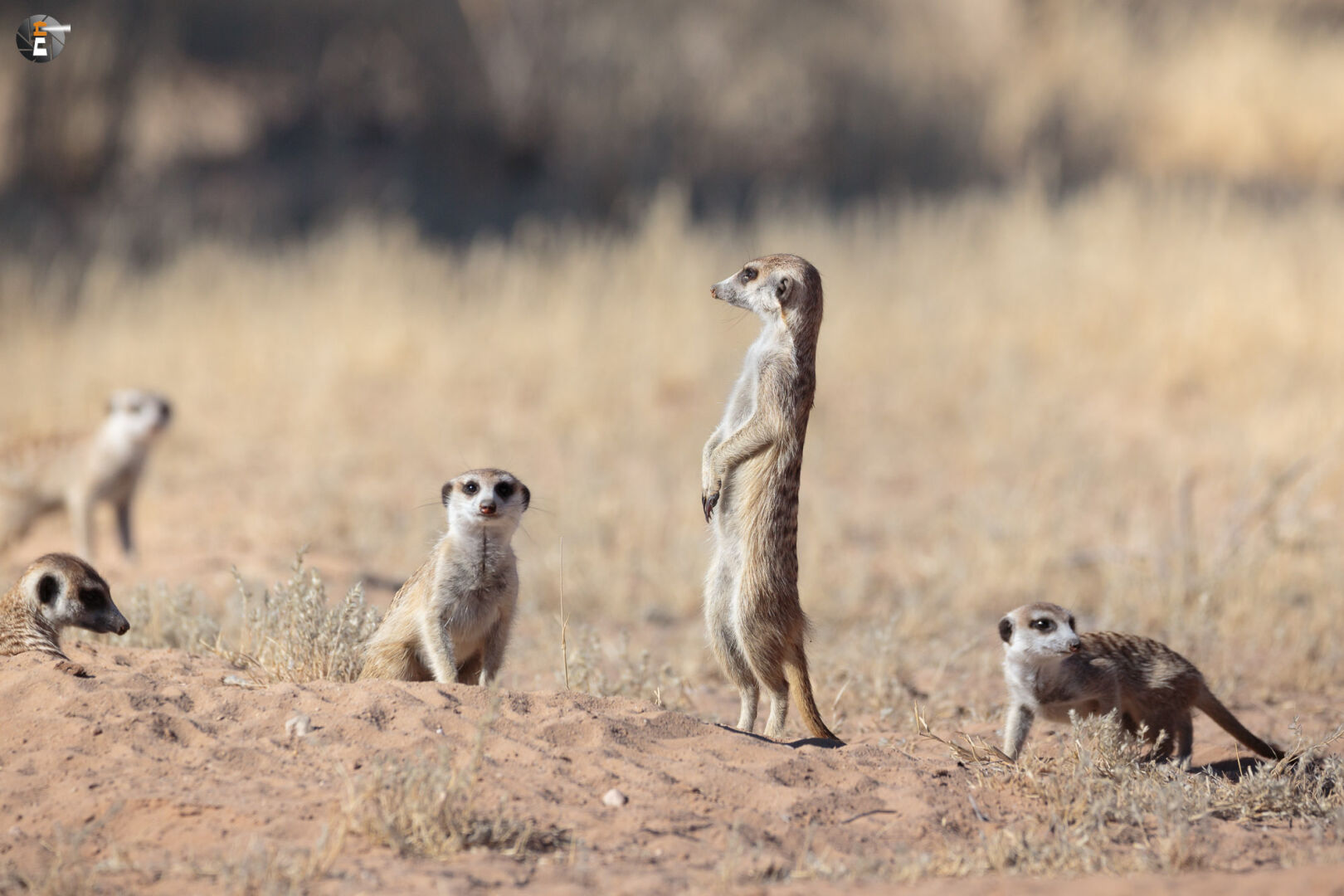 Guardians of the Kgalagadi