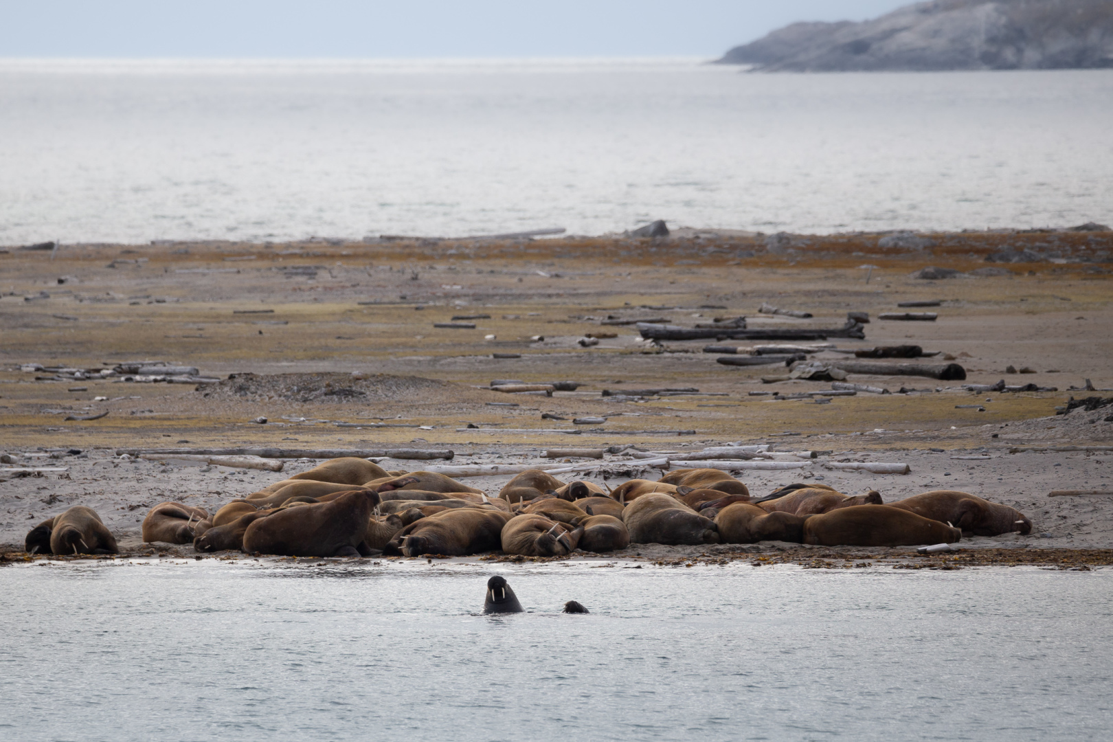 Walrusses on Danskoya