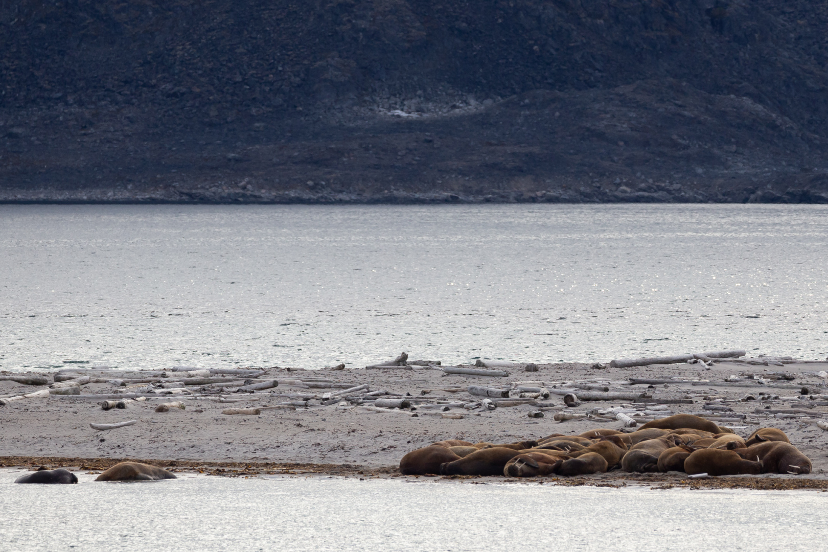 Walrusses on Danskoya