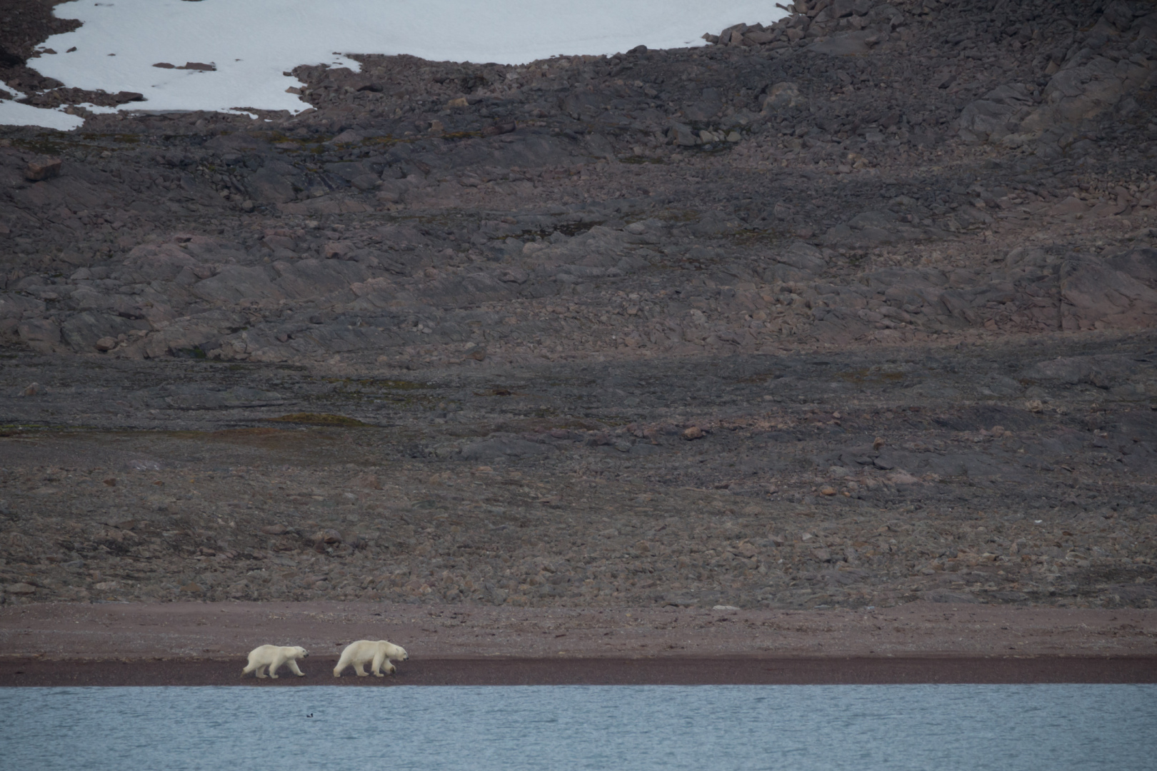 Polar bears (Female and his cub)