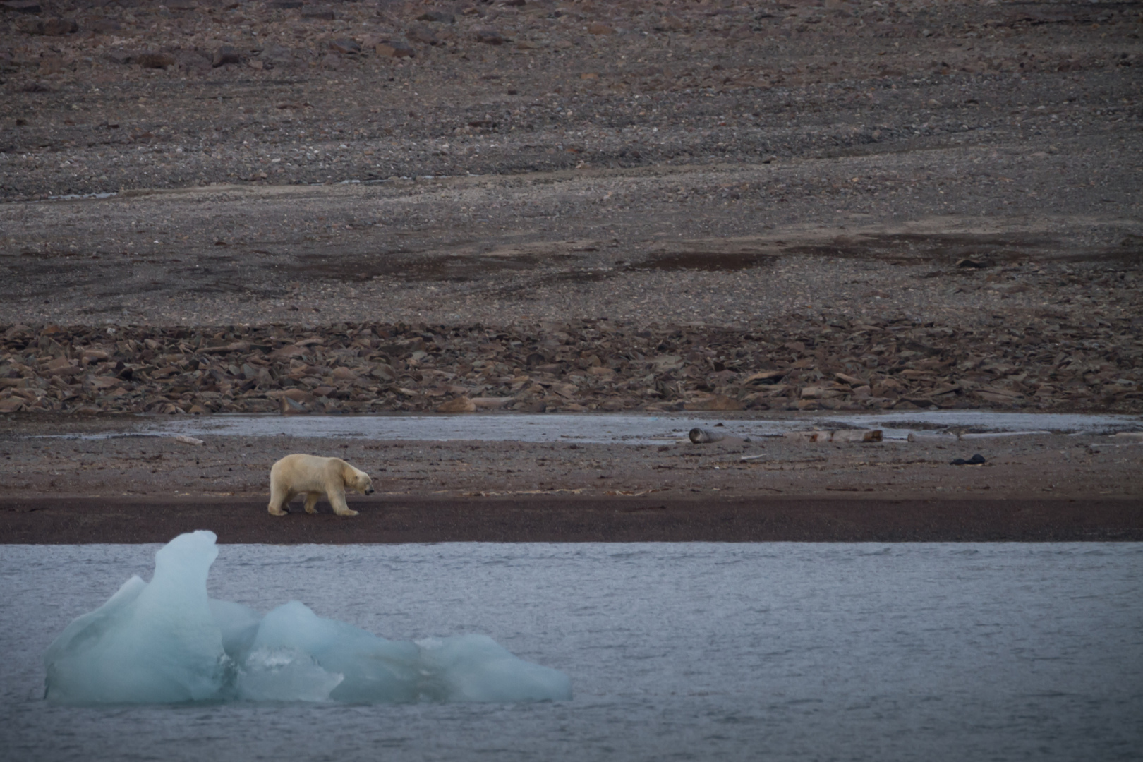 Polar bear (male)