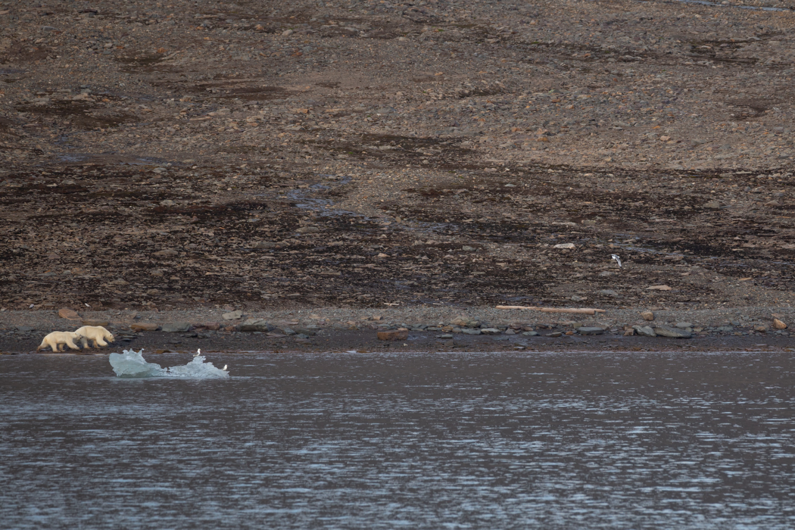 Polar bears (Female and his cub)