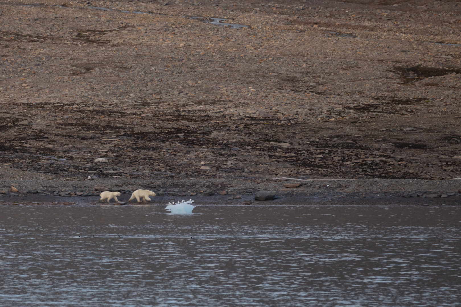 Polar bears (Female and his cub)
