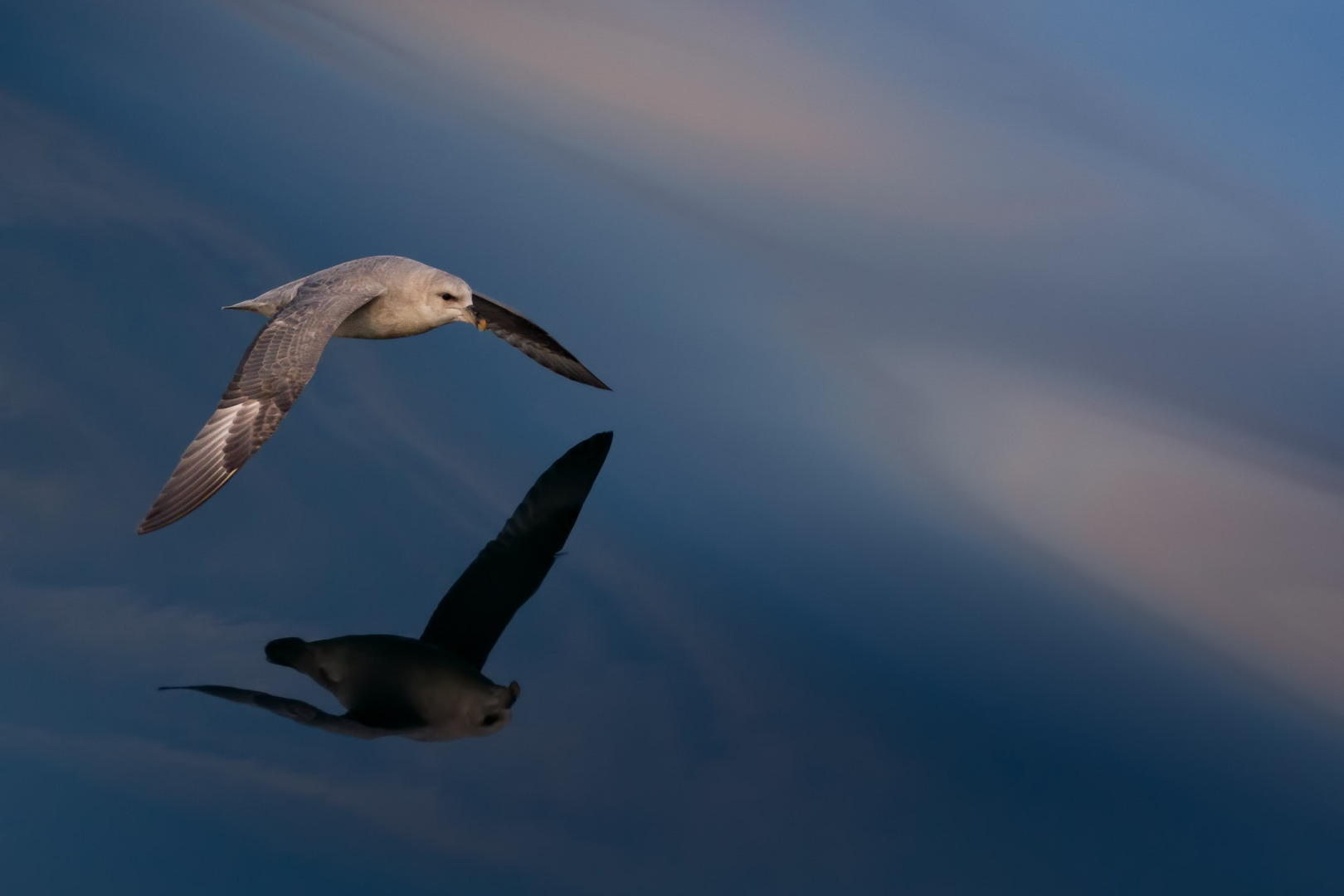 Studying the flying of Northern fulmar (Eissturmvogel / Fulmarus