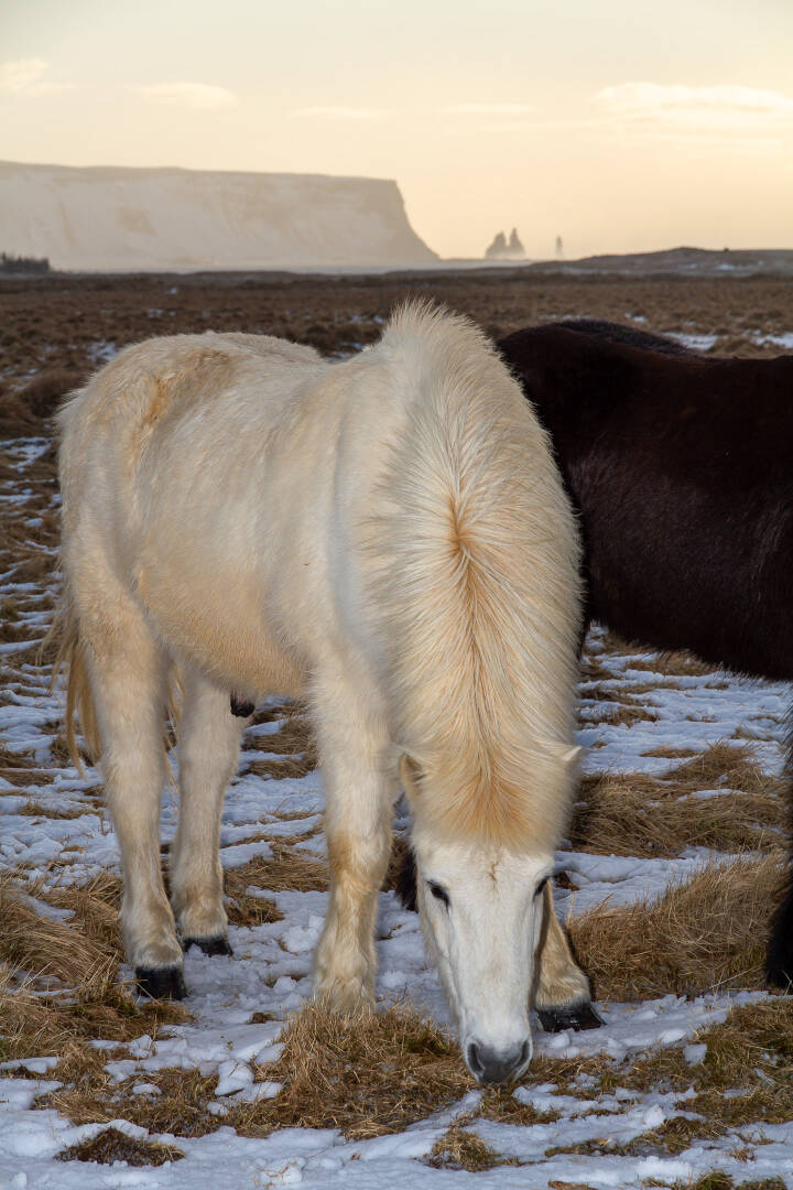 Icelandic Horse