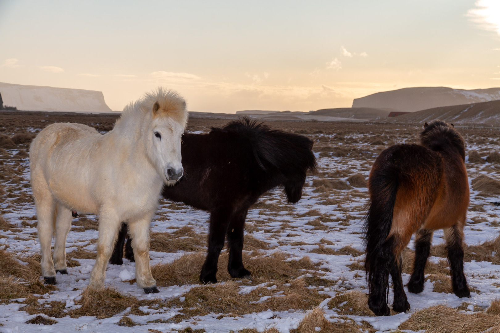 Icelandic Horses