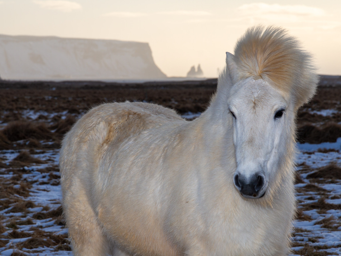 Icelandic Horse