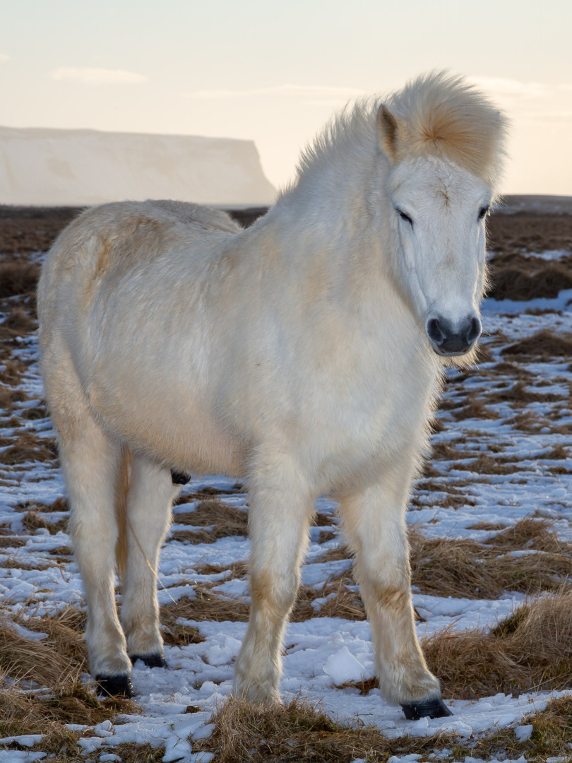 Icelandic Horse