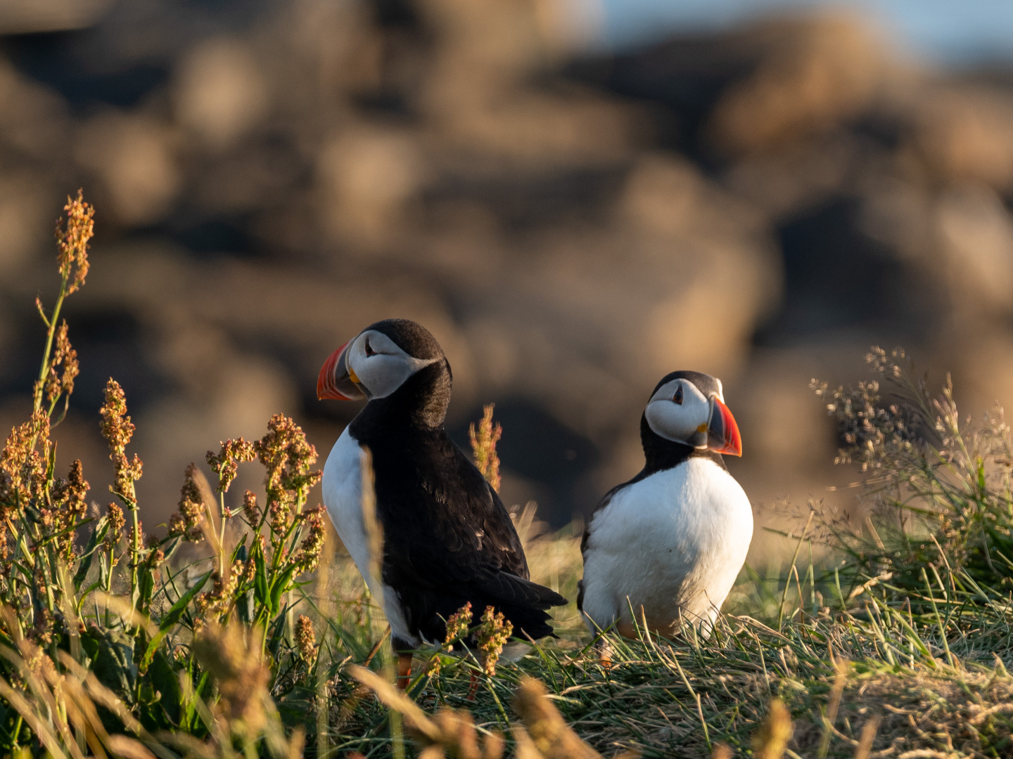 Papageitaucher im Abendlicht