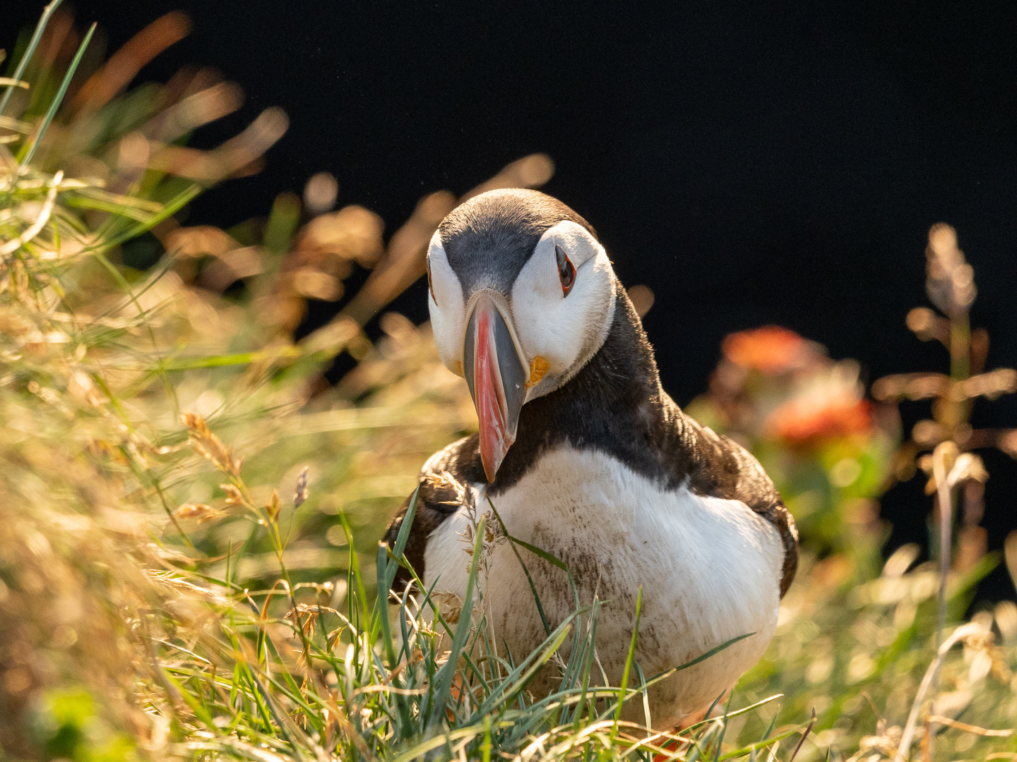 Papageitaucher im Abendlicht