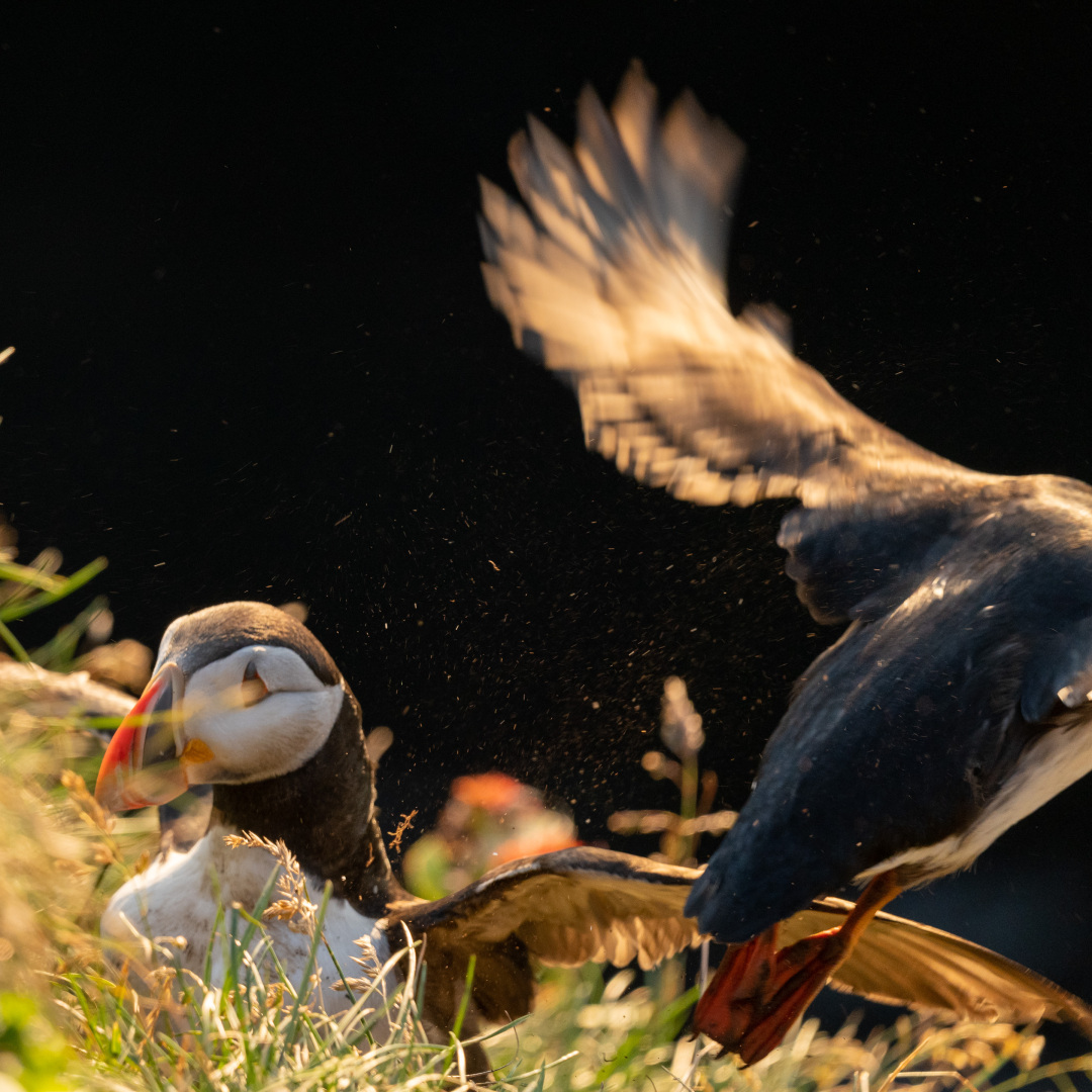 Papageitaucher im Abendlicht