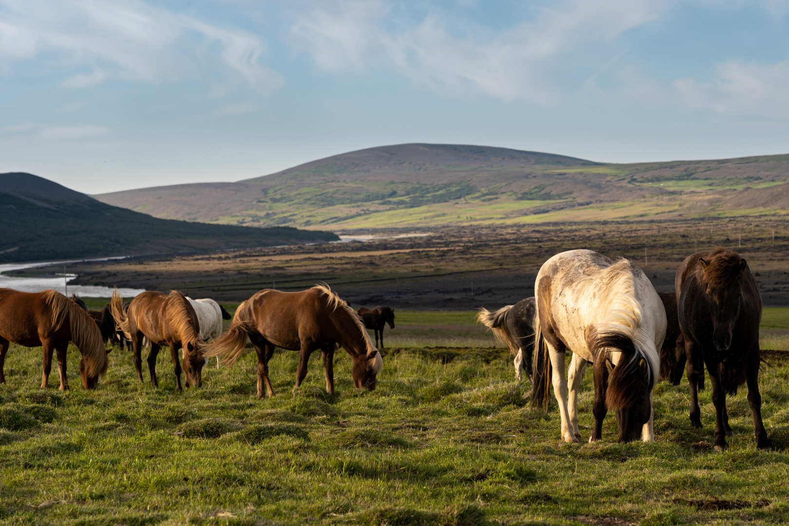 Islandpferde
