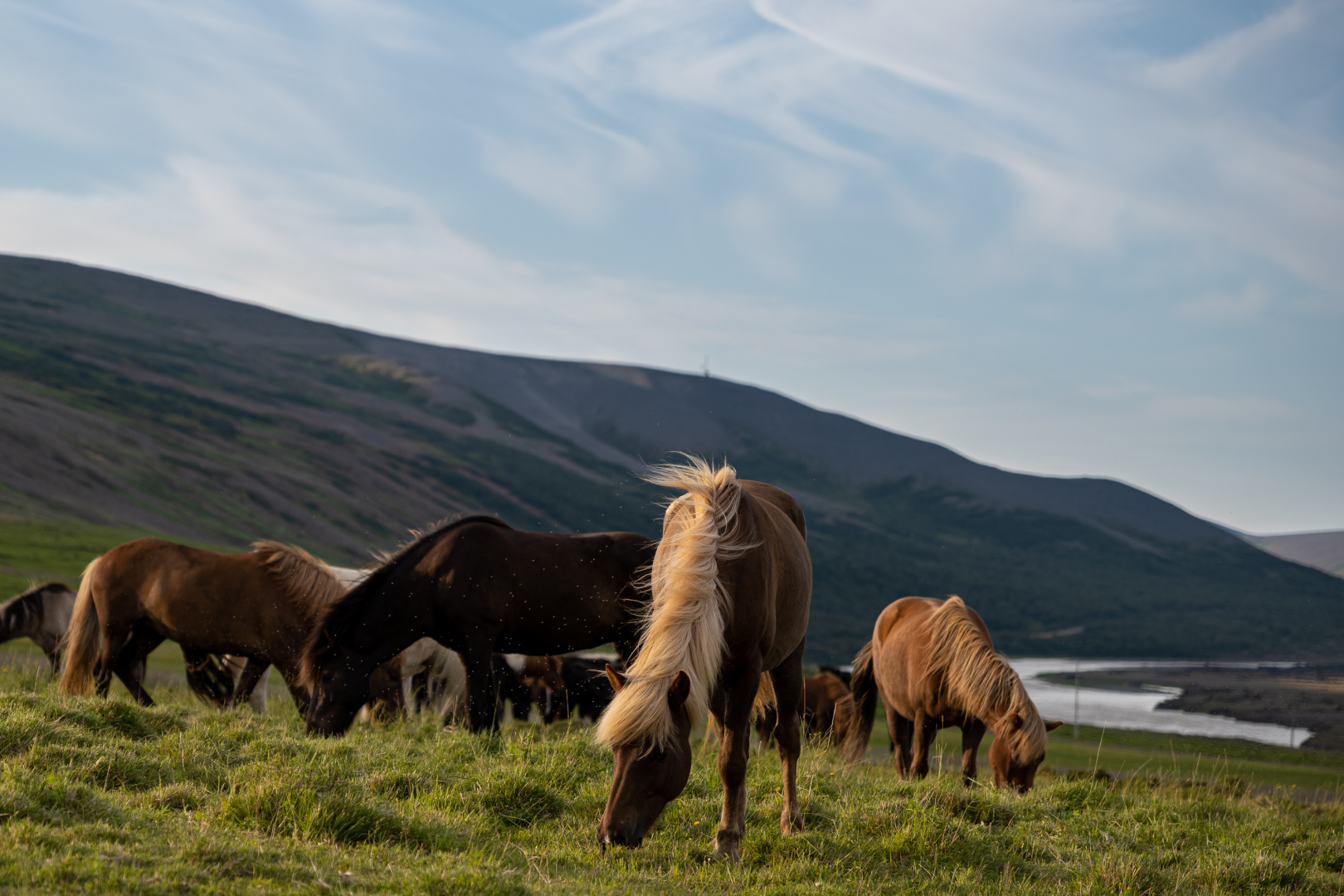 Islandpferde