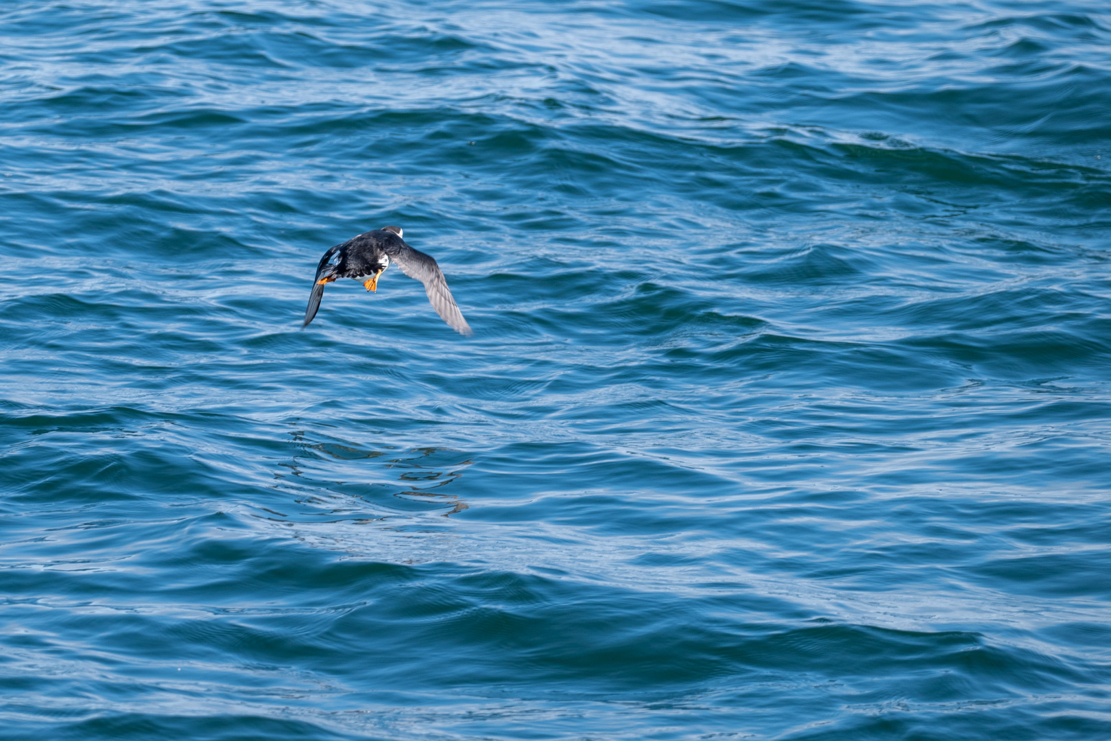 Papageitaucher beim Start