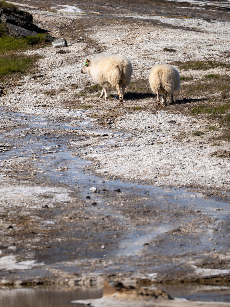 Hochtemperaturgebiet Hveravellir