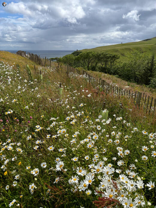 Berriedale Braes