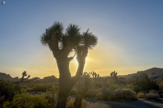 Jumbo Rocks Campground