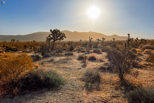 Joshua Tree National Park
