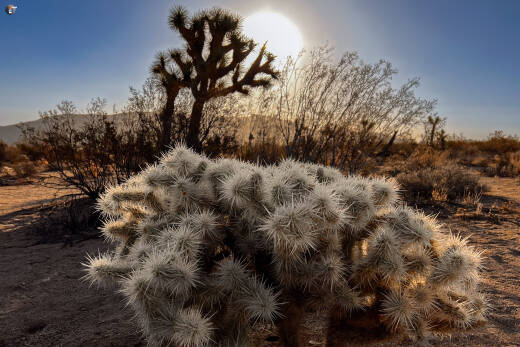 Joshua Tree National Park