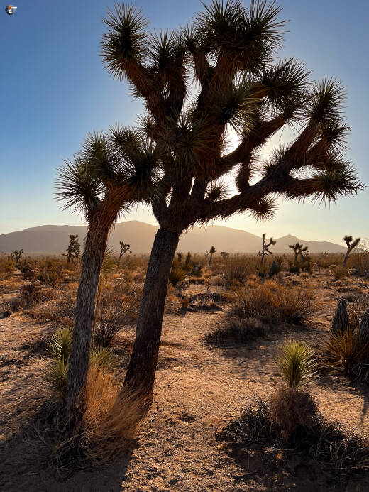 Joshua Tree National Park