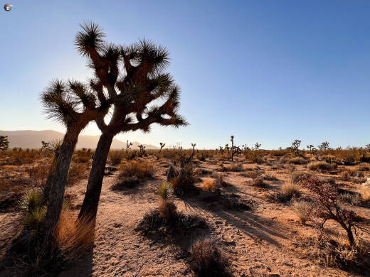 Joshua Tree National Park