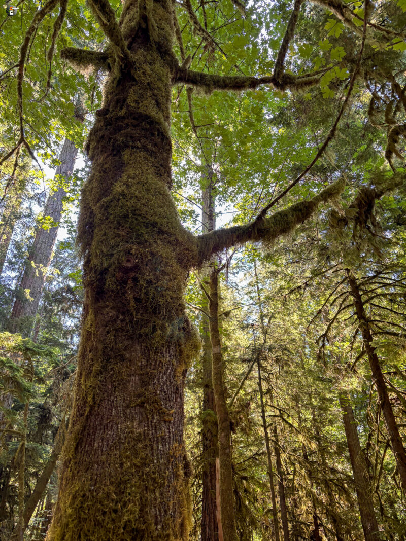 Cathedral Grove