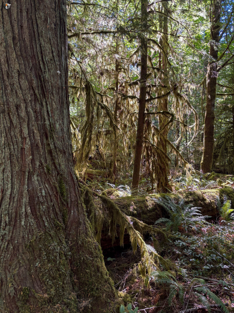 Cathedral Grove