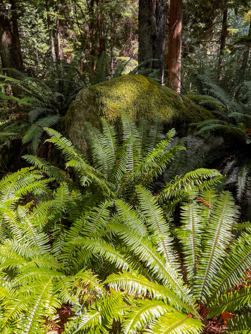 Regenwald am Point Atkinson