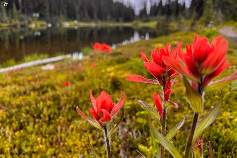 Mount Revelstoke National Park