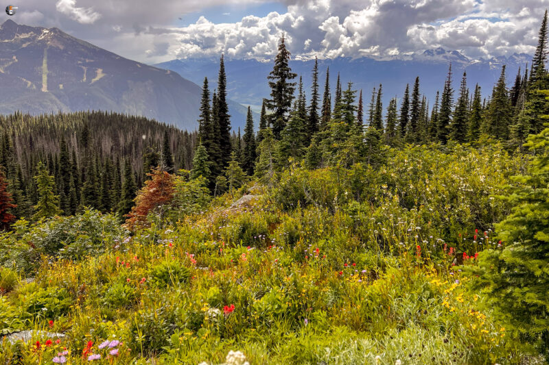Mount Revelstoke National Park